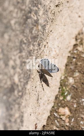 Eastern Checked Blue (Pseudophilotes vicrama) Stockfoto