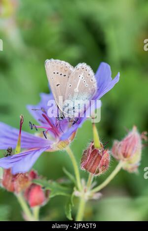 Geranium Argus Fütterung Stockfoto