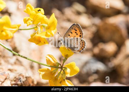 Lila-Schuss Kupfer (Lycaena Alciphron) Stockfoto