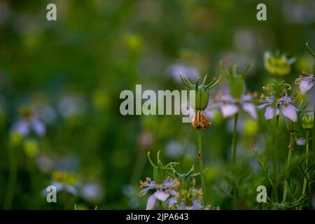 Nigella sativa (schwarzer Kümmel, auch bekannt als schwarzer Kreuzkümmel, Nigella oder Kalonji) ist eine einjährige Blütenpflanze in der Familie der Ranunculaceae. Stockfoto