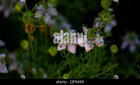 Nigella sativa (schwarzer Kümmel, auch bekannt als schwarzer Kreuzkümmel, Nigella oder Kalonji) ist eine einjährige Blütenpflanze in der Familie der Ranunculaceae. Stockfoto