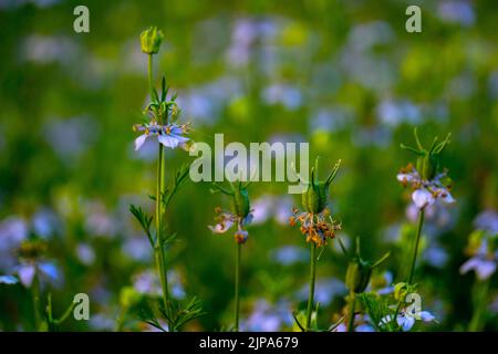 Nigella sativa (schwarzer Kümmel, auch bekannt als schwarzer Kreuzkümmel, Nigella oder Kalonji) ist eine einjährige Blütenpflanze in der Familie der Ranunculaceae. Stockfoto