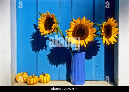 Bunte Nahaufnahme Herbstsonnenblumen und Mini-Kürbisse in einem alten Scheunenfenster, Fensterbank, Freehhold, New Jersey, NJ USA US Oct 2007 Stockfoto