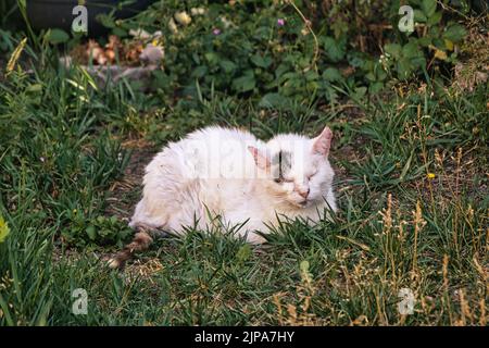 Eine weiße Katze mit einem kleinen schwarzen Fleck, der auf dem Gras mit geschlossenen Augen liegt Stockfoto