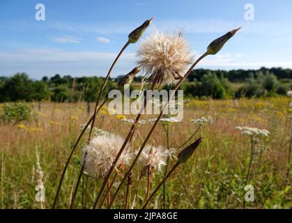 Die Samenschirme einer Wiesensalsify- oder Tragopogon pratensis-Pflanze wehen im Wind Stockfoto