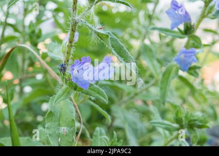 Blauer Teufel oder Nattern bugloss Pflanze in der Blüte im Sommer im Freien Stockfoto