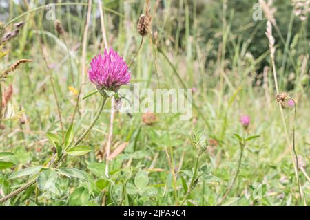 Rote Kleeblatt Blume im Freien trifolium pratense Stockfoto