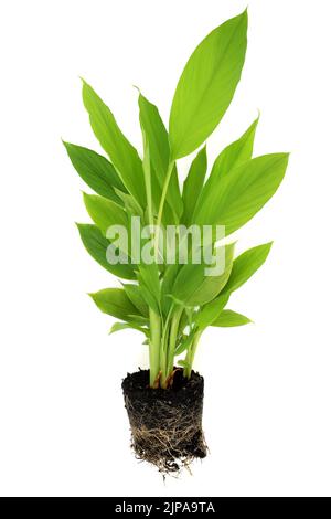 Kurkuma-Pflanze mit freiliegenden Erdwurzeln. Bio-Gartenbau landwirtschaftliche Produkte. Wurzel hoch in Polyphenolen, Flavonoide, Antioxidantien. Stockfoto