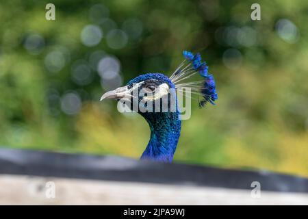 Ein männlicher Pfau schaut über einen Zaun. Stockfoto