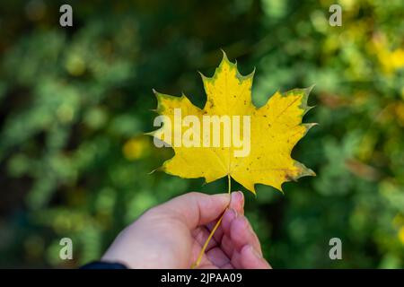 Ahornblatt hält in der Hand. Hand hält Ahornblatt auf dem Hintergrund des Waldes. Stockfoto