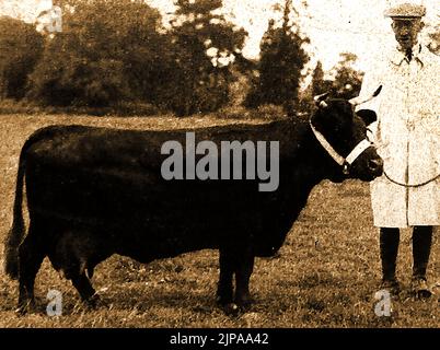 Britische Rinderrassen - Eine Illustration einer Dexter-Kuh aus den 1930er Jahren Stockfoto