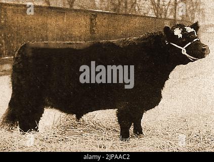 Britische Rinderrassen - Eine Illustration eines Galloway-Steers aus den 1930er Jahren Stockfoto