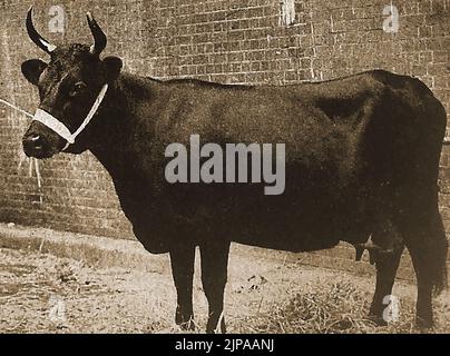 Britische Rinderrassen - Eine Illustration einer Kerry-Kuh aus den 1930er Jahren Stockfoto