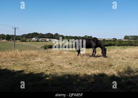 dh Horses Stables CLIFFORD YORKSHIRE Schwarzes junges Pferd Pony grasen auf einem Feld großbritannien Stockfoto