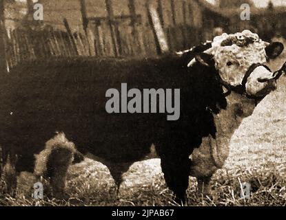 Britische Rinderrassen - Eine Illustration eines Hereford-Bullen aus den 1930er Jahren Stockfoto