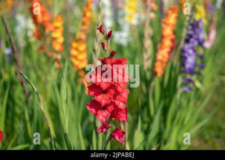 Verschiedene farbige Gladiolusblüten in einem Schneidegarten. Stockfoto