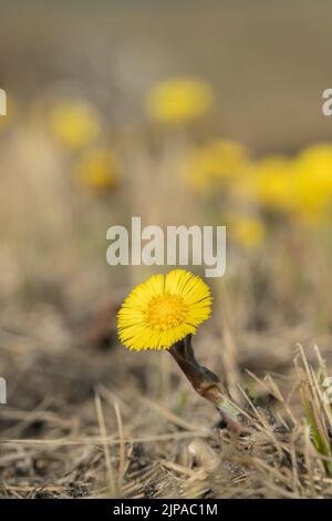 Eine einzelne Blütenfüße (Tussilago fara). Stockfoto