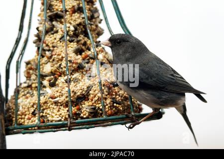 Dunkeläugiger junco, Junco hyemalis, am Futterhäuschen Stockfoto