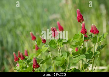 Blühendes Karmesinklee (Solidago giagantea). Stockfoto