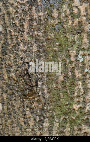 Nahaufnahme der alten grau braunen Baum weichen Fokus natürlichen grau braunen Hintergrund. Stockfoto