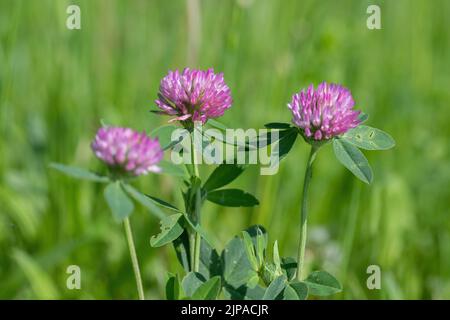 Drei rosa Kleeblüten (Trifolium pratense) auf einer Futterwiese. Stockfoto