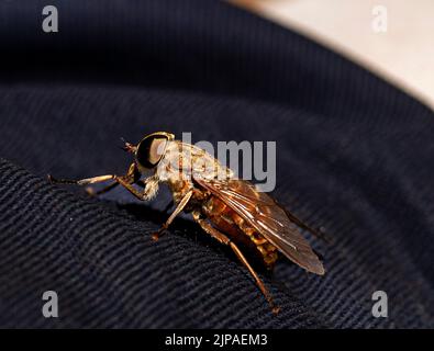 Hausfliege wartet auf Brombeere in der Natur Stockfoto