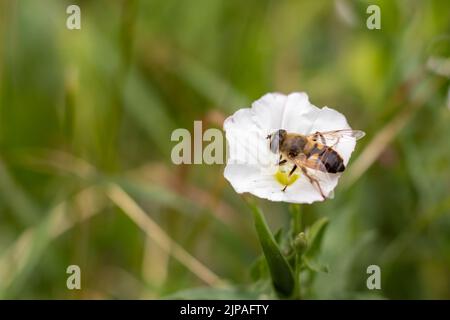 Nahaufnahme der gewöhnlichen Drohnenfliege Eristalis tenax auf einer weißen Blume vor einem Hintergrund von grünem Gras. Platz für eine Inschrift. Speicherplatz kopieren. Stockfoto