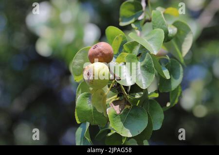 Eine verfaulende Birne, die an einem Baum auf einem Obstbaum in einem Obstgarten hängt. Stockfoto