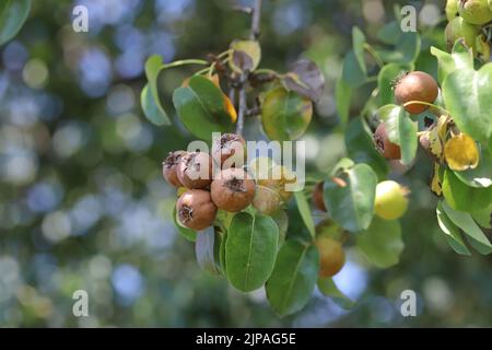 Eine verfaulende Birne, die an einem Baum auf einem Obstbaum in einem Obstgarten hängt. Stockfoto