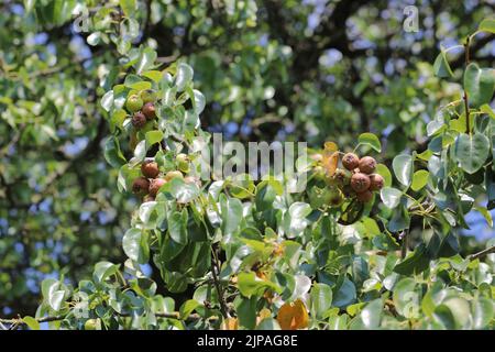 Eine verfaulende Birne, die an einem Baum auf einem Obstbaum in einem Obstgarten hängt. Stockfoto