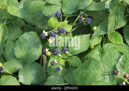 Europäische Dewberry (Rubus caesius). Früchte auf Sträuchern im Sommer. Stockfoto