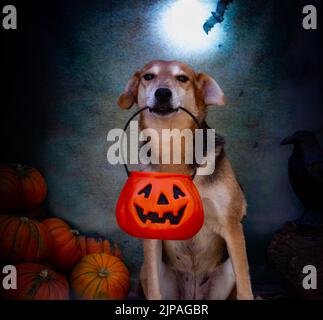 Hund bettelt an halloween mit dem Mond um Süßigkeiten und Dekoration mit Kürbissen Stockfoto