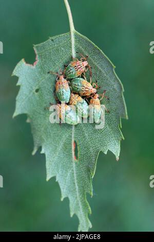 Birke Shieldbug Nymphen (Elasmostothus interstinctus) sitzen auf dem Rand des Birkenblattes. Stockfoto