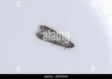 Detaillierte Nahaufnahme der kleinen Tabakmotte, Ephestia elutella, die an der Wand sitzt. Stockfoto