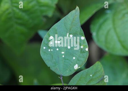 Weiße runde Flecken auf Bohnenblättern im Garten, eine Pilzerkrankung. Stockfoto