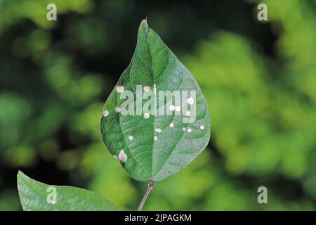 Weiße runde Flecken auf Bohnenblättern im Garten, eine Pilzerkrankung. Stockfoto