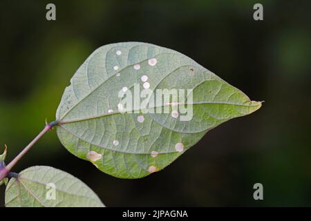 Weiße runde Flecken auf Bohnenblättern im Garten, eine Pilzerkrankung. Stockfoto