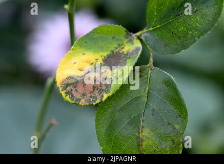 Schwarzfleck-Pilzkrankheit auf Rosenblättern. Stockfoto