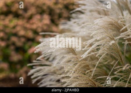 Spätherbstgräser wurden weiß mit Herbstfarben im Hintergrund. Stockfoto