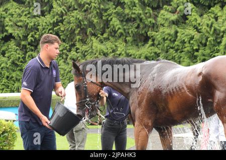 London, Großbritannien. 16. August 2022. Faszinierende Lippen, erhält einen Willkommensdrink und eine Dusche in der Gewinneranlage, nachdem er 16,30 auf der Kempton Park Racecourse, Großbritannien, Vizemeister wurde. Kredit: Paul Blake/Alamy Live Nachrichten. Stockfoto