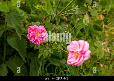 Rosa damascena Fields Damaszenrose, Rose des Kastilien-Rosenhybrids, abgeleitet von Rosa gallica und Rosa moschata. Bulgarisches Rosental in der Nähe von Kazanlak, Bulg Stockfoto