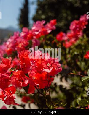 Selektiver Fokus auf orangen Bougainvillaea-Blüten. Nahaufnahme Stockfoto