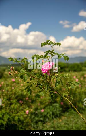 Rosa damascena Fields Damaszenrose, Rose des Kastilien-Rosenhybrids, abgeleitet von Rosa gallica und Rosa moschata. Bulgarisches Rosental in der Nähe von Kazanlak, Bulg Stockfoto