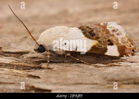 Nahaufnahme des mediterranen braunen und weißen Pale-Schultermotten, Acontia lucida auf Holz sitzend Stockfoto