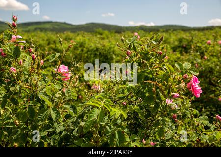 Rosa damascena Fields Damaszenrose, Rose des Kastilien-Rosenhybrids, abgeleitet von Rosa gallica und Rosa moschata. Bulgarisches Rosental in der Nähe von Kazanlak, Bulg Stockfoto