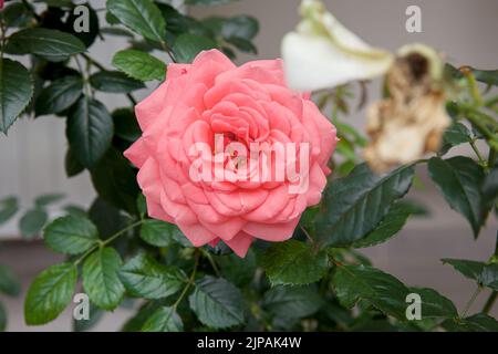 Blühende Rose blüht Pink Panther an einem sonnigen Tag Stockfoto