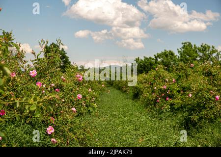 Rosa damascena Fields Damaszenrose, Rose des Kastilien-Rosenhybrids, abgeleitet von Rosa gallica und Rosa moschata. Bulgarisches Rosental in der Nähe von Kazanlak, Bulg Stockfoto