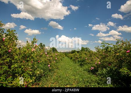 Rosa damascena Fields Damaszenrose, Rose des Kastilien-Rosenhybrids, abgeleitet von Rosa gallica und Rosa moschata. Bulgarisches Rosental in der Nähe von Kazanlak, Bulg Stockfoto