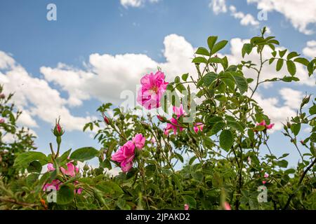 Rosa damascena Fields Damaszenrose, Rose des Kastilien-Rosenhybrids, abgeleitet von Rosa gallica und Rosa moschata. Bulgarisches Rosental in der Nähe von Kazanlak, Bulg Stockfoto