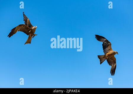 Zwei rote Drachen, die am blauen Himmel jagen, wunderschöne Raubvögel Stockfoto